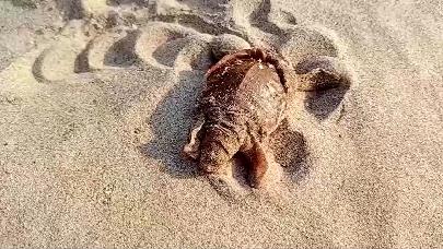 В Камбодже возрождают исчезнувший вид черепах