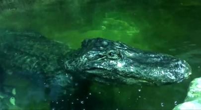 Крокодилу в Московском зоопарке посчастливилось дожить до 84 лет
