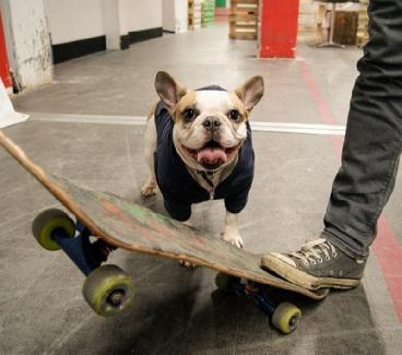 В Челябинске появилась собака-скейтбордист