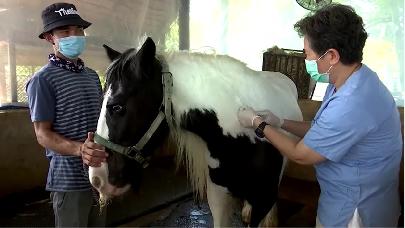 В Таиланде началась массовая вакцинация от африканской чумы лошадей (AHS)