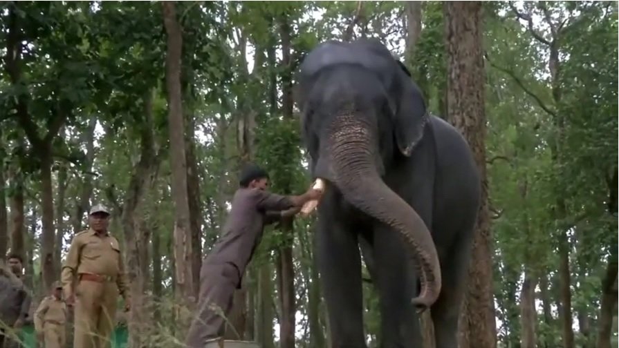Индия Слоны 5.jpg
