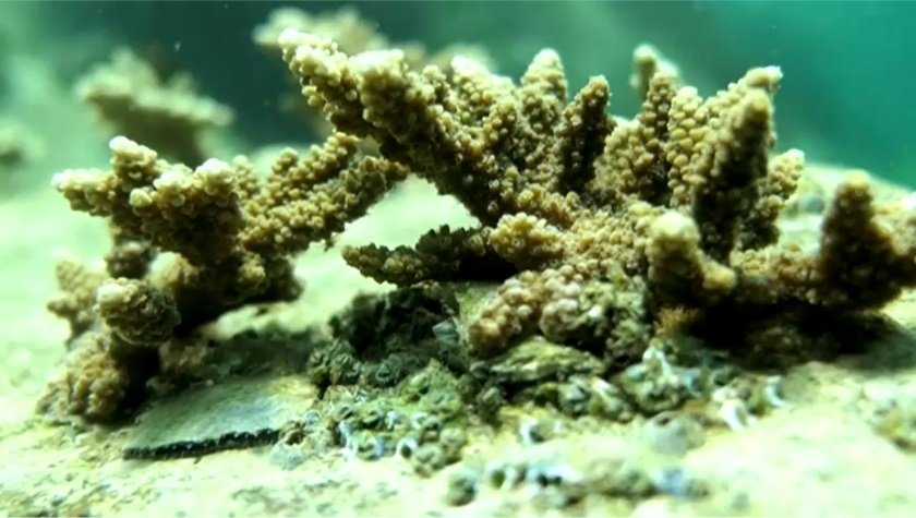 ОАЭ Кораллы 2.jpg