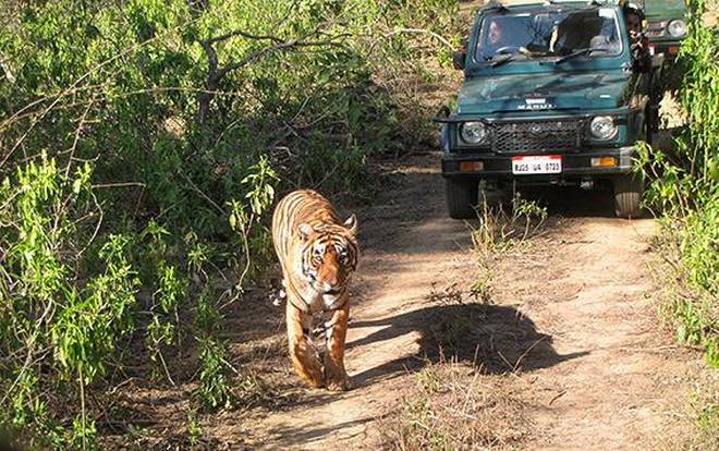 Тигр в заповеднике Сариска. Фото thehindu.com.jpg