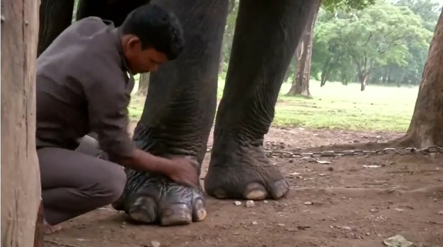 Индия Слоны 2.jpg