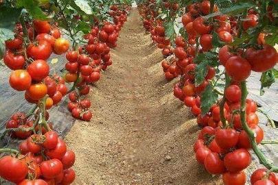 Азербайджан ищет новые рынки для экпорта томатов