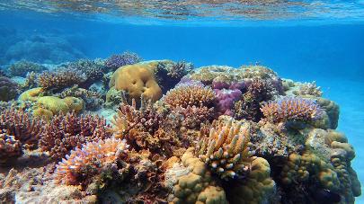 Площадь популярных коралловых рифов острова Учжичжоу выросла в 2 раза