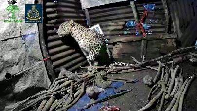 В Индии самка леопарда решила родить в деревне