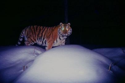 Экотуризм поможет сохранить амурского тигра