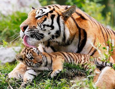 В Казахстане создадут новую популяцию амурских тигров