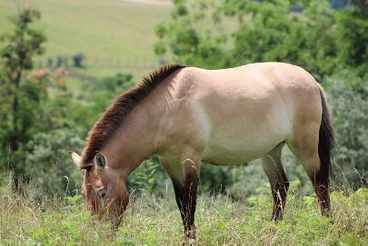 В Хакасии решили создать центр восстановления популяции лошади Пржевальского