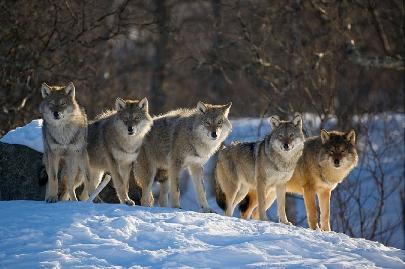 На севере Красноярского края исследуют популяцию волков