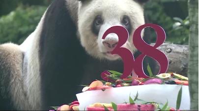 Китай отметил день рождения старейшей панды