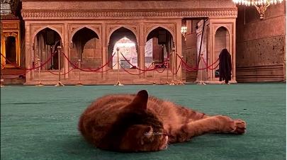 Власти Турции сделали заявление по поводу дальнейшей судьбы обитающей в здании святой Софии кошки