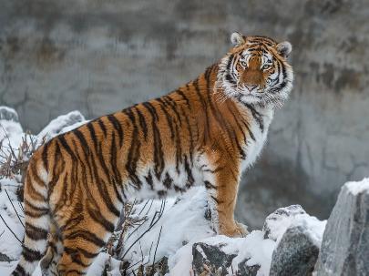 Китайские учёные обнаружили в горах Большого Хингана следы амурского тигра