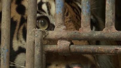 В Индонезии от коронавируса вылечили двух тигров