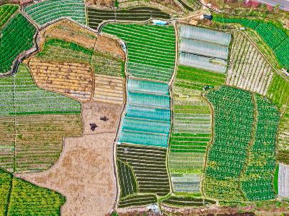 В Китае создадут специальную программу кредитования для развития сельского хозяйства