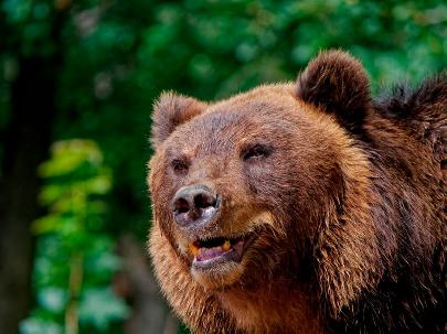 Учёные установили возраст найденной в Якутии туши древнего бурого медведя