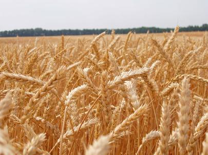 Уральские учёные вывели новый раннеспелый сорт яровой пшеницы