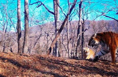 В Приморье фотоловушка впервые зафиксировала сразу пятерых амурских тигрят