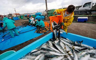 Россия и Япония ведут переговоры по промыслу лосося и форели японскими рыбаками