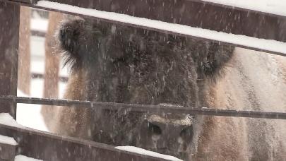 В красноярском зоопарке чествуют символ 2021 года – быка