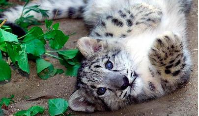 Котята снежного барса попали в «ловушку»: экологам Алтае-Саянского экорегиона удалось снять редкое видео