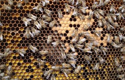 Новосибирские студенты создали алгоритм, позволяющий контролировать процесс роения пчел 