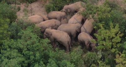 Дикие азиатские слоны успешно пересекли мост в провинции Юньнань