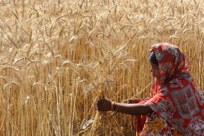 Индия поставит в Афганистан 50 тонн пшеницы