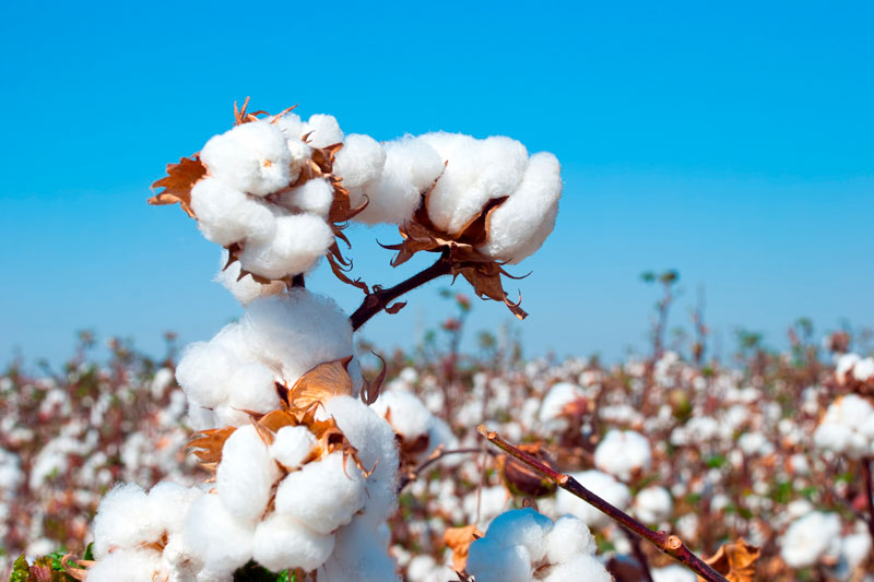 cotton cultivation