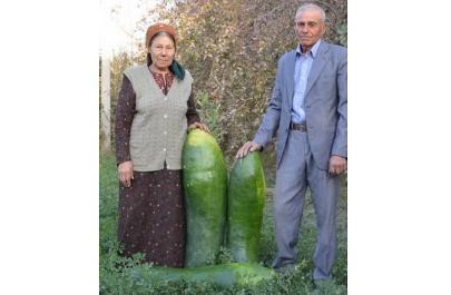 Овощевод из Туркменистана вырастил трёх гигантов