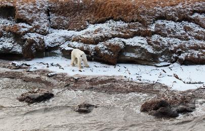 Экологи провели на севере Якутии осенний авиамониторинг белых медведей