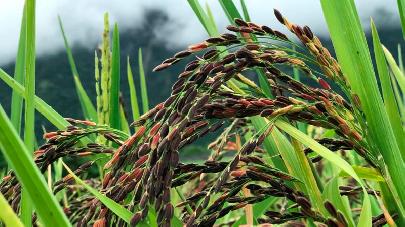На Хайнане завершили строительство крупнейшего в мире хранилища геномов дикого риса