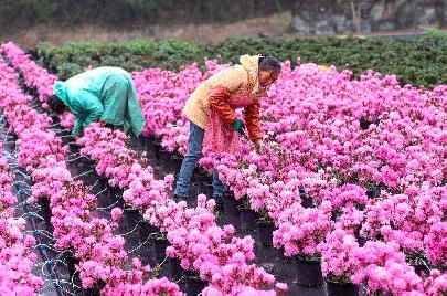 Китайские власти намерены к 2035 году модернизировать цветочную индустрию страны
