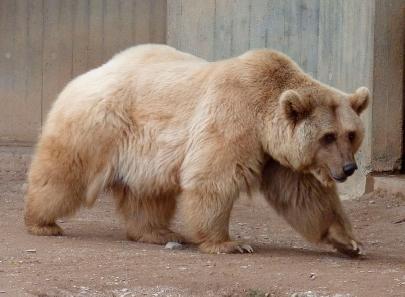 В Якутии может сформироваться гибрид белого и бурого медведя