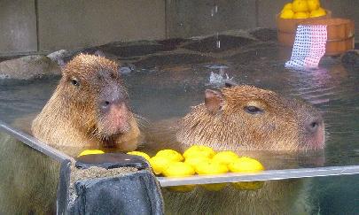 Японские капибары спасаются от холода в горячих ваннах с цитрусами