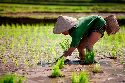 Город Санья повысил урожайность раннего гибридного риса
