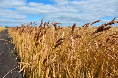 Российские учёные создали новые засухоустойчивые сорта пшеницы и ячменя