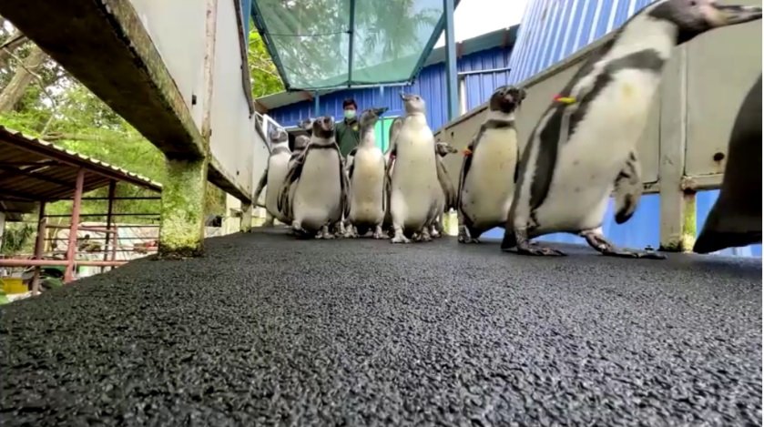 Пингвины 1.jpg
