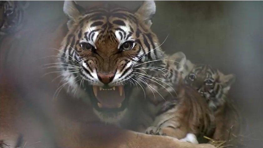 Бенгальские тигры 2.jpg