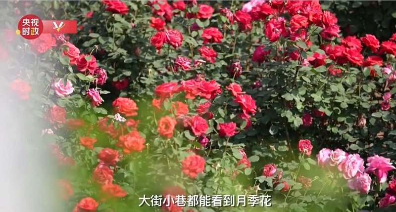 Китай Розы 07.jpg