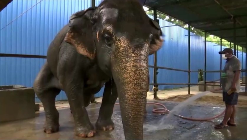 Слоны Индии 7.jpg