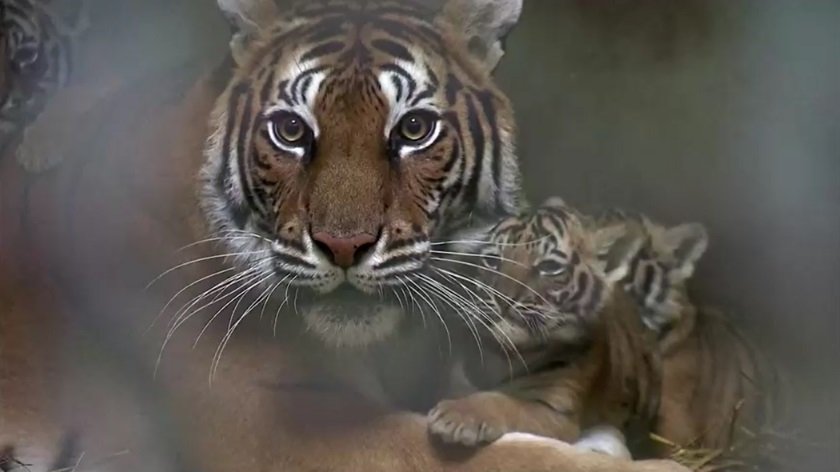 Бенгальские тигры 1.jpg