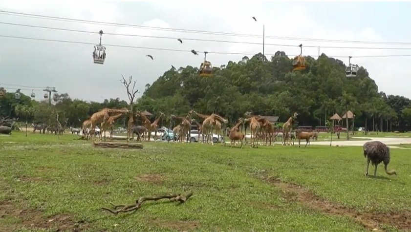 В южном Китае люди наслаждаются общением с жирафами 3.jpg