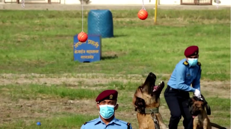 Непал Полицейские собаки 5.jpg
