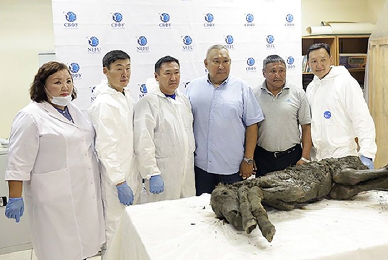 Якутские оленеводы нашли мумию медведя 1.jpg