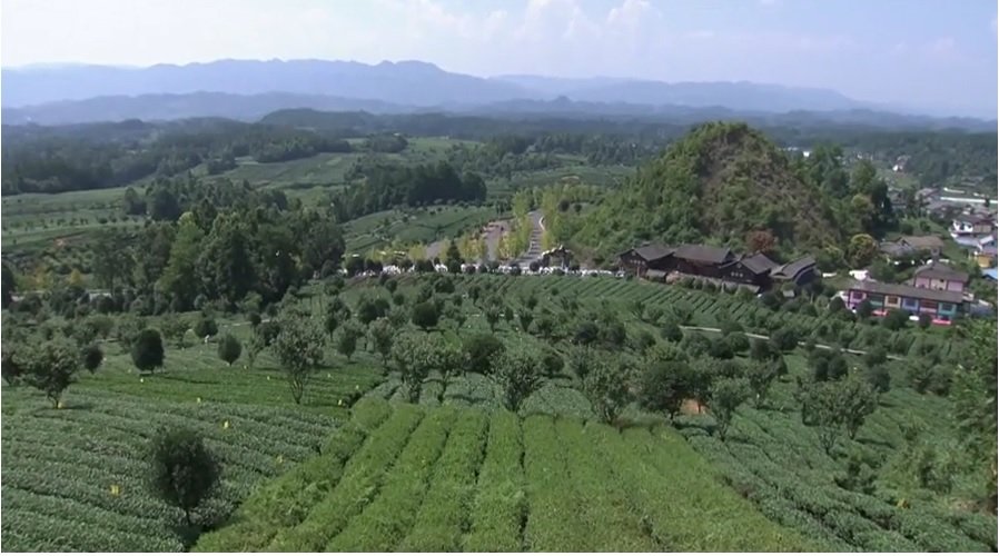 Китай Чайные плантации 1.jpg