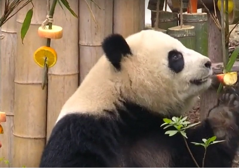 Китай Угощение для панд 3.jpg
