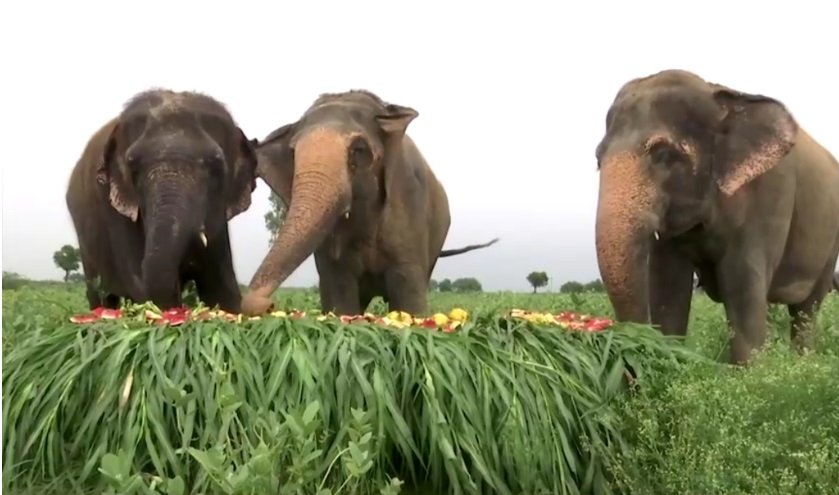 Слоны Индии 4.jpg