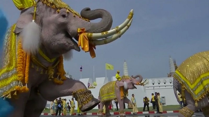 В Таиланде люди и слоны поклонились новому монарху 3.jpg